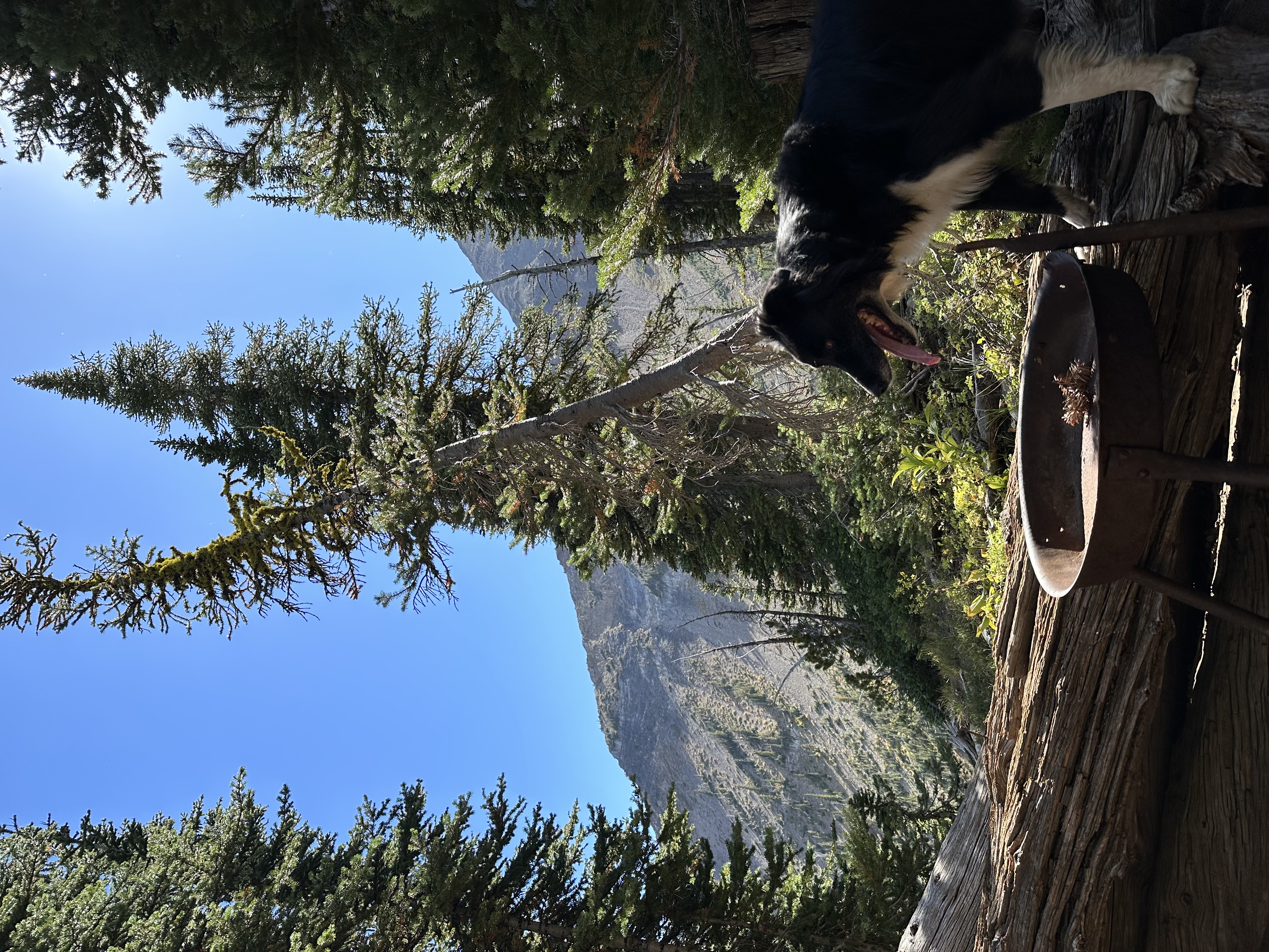 Etta the dog on a hike